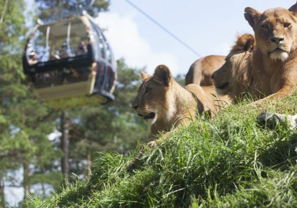 Stugvecka med besök på Kolmården!